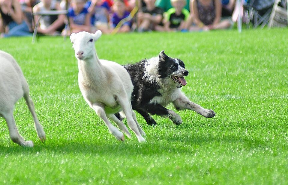 Want to bring back your dog' s pep? Try these tips