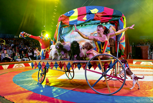The Menestrelli Circus Dog Show features the talents of nine different dogs who are trained to do a variety of tricks, including flips and stair climbs.