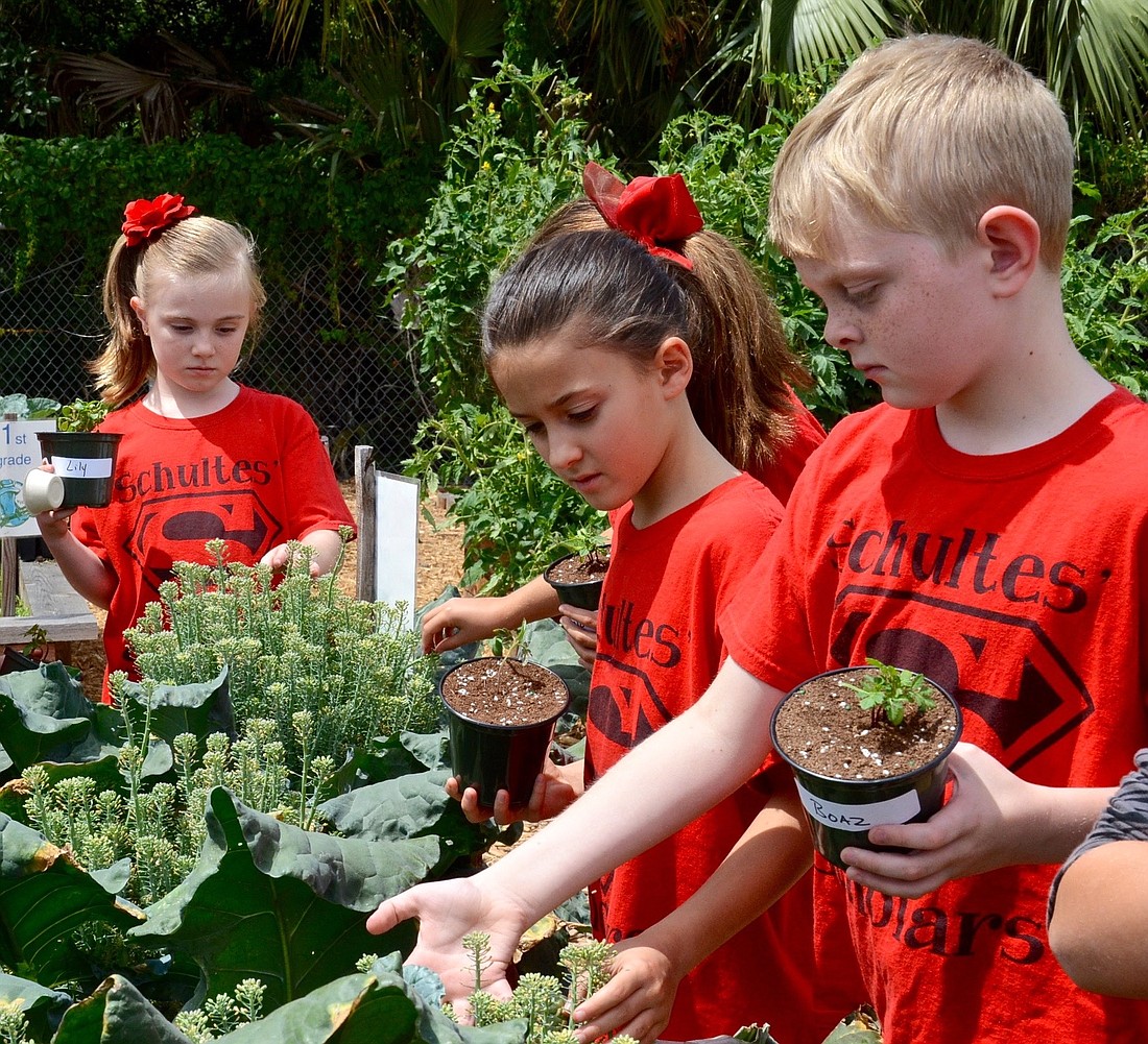 A group of third-graders examine the blooming broccoli in the new Learning Garden at Windermere Elementary School.