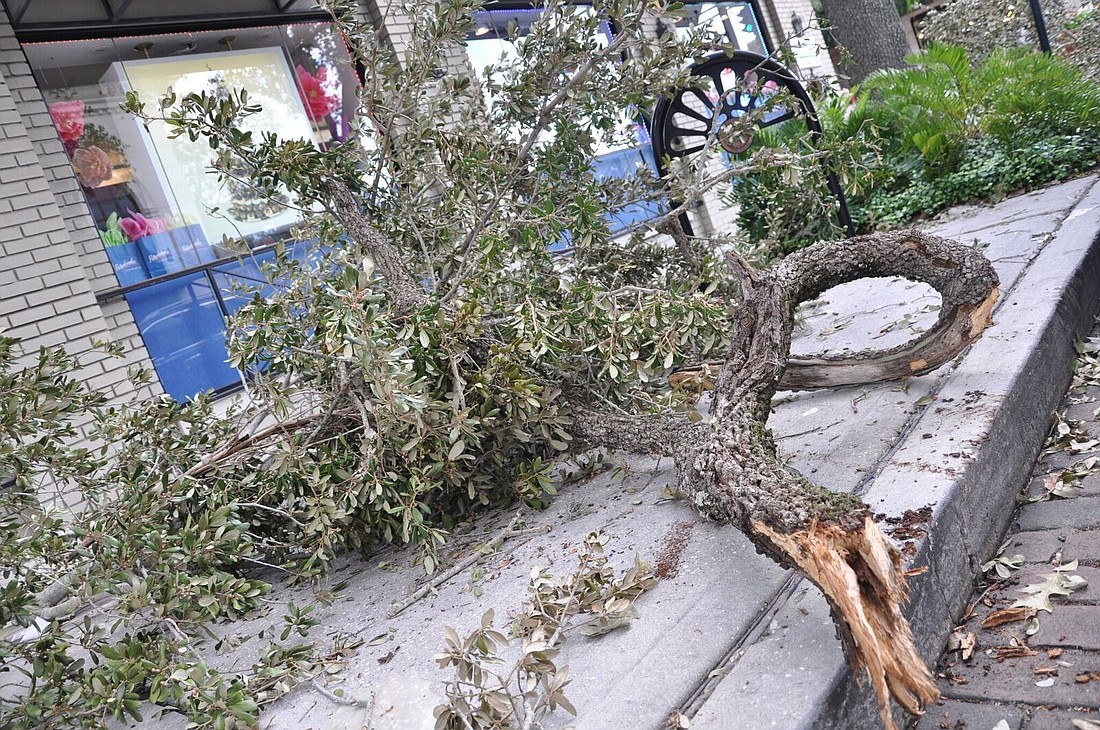 Tree branches and lampposts came toppling down on July 4 as a concentrated storm hit the Winter Park area.
