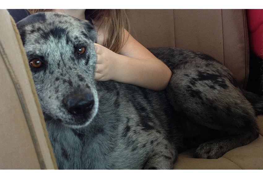 Investigation of dog shooting nearly complete, Ocoee police say West