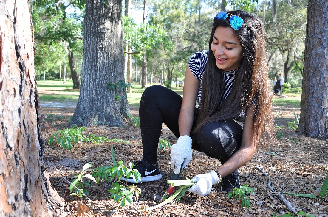 Student Marimyr Bosque used a tool to pull out the invasive plants on the garden grounds.