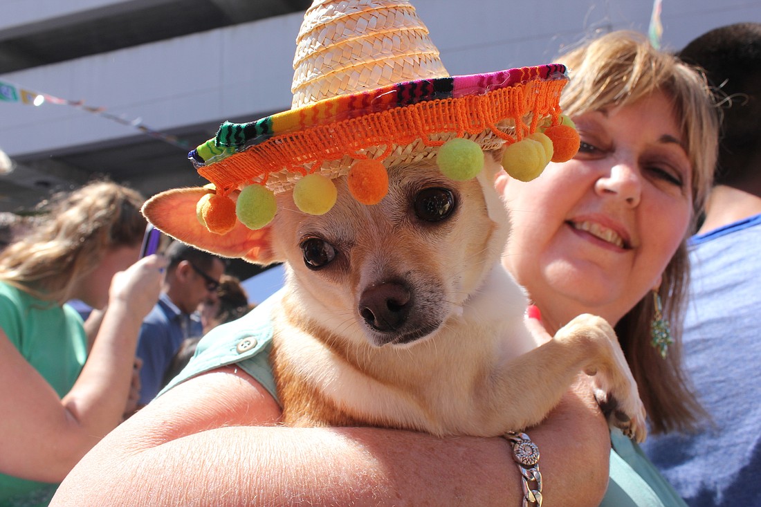 The chihuahuas at the race often come dressed up in costumes and hats.