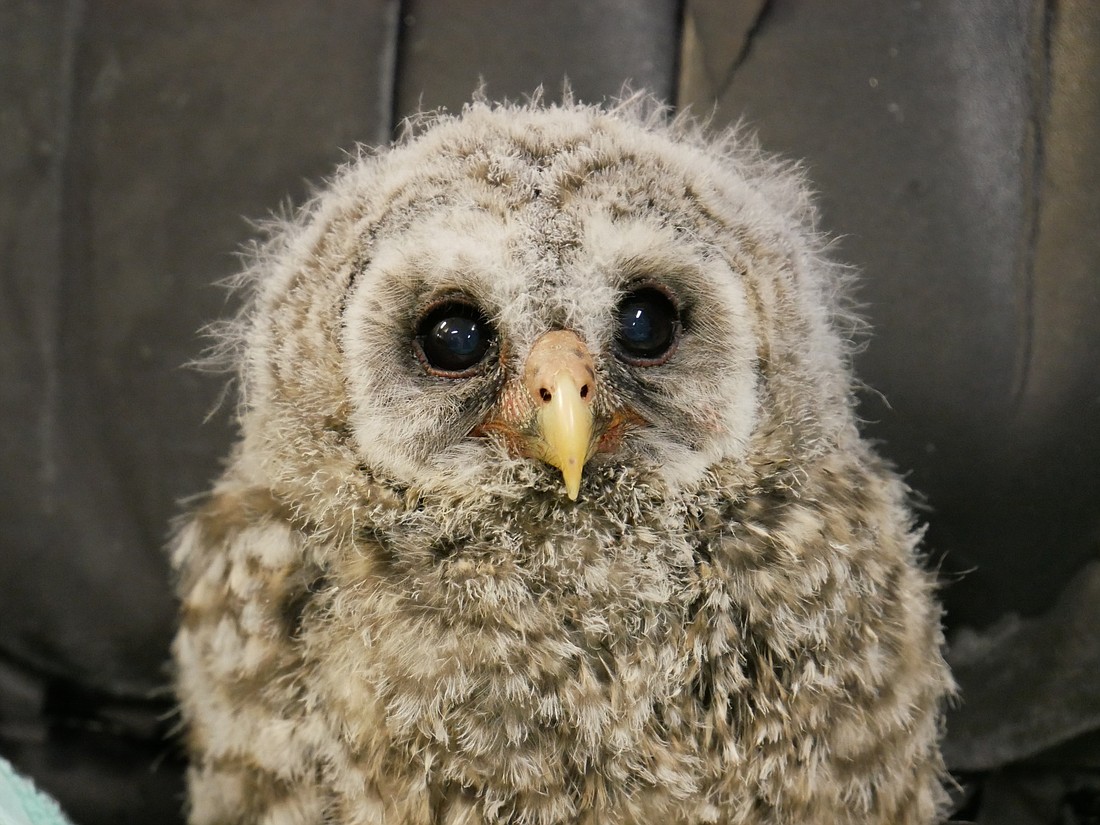 The Audubon Center hosted it&#39;s Baby Owl Shower on Saturday.
