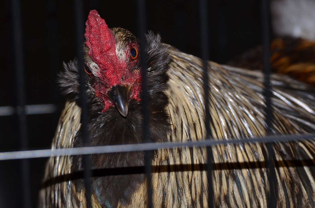 Milfred the rooster peers out of his cage after receiving a proclamation from the Oakland Town Commission in April 2015.