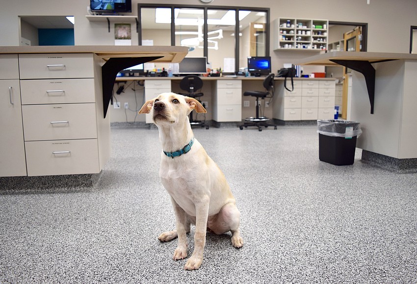 Veterinary emergency clinic opens in Oakland West Orange Times & Observer