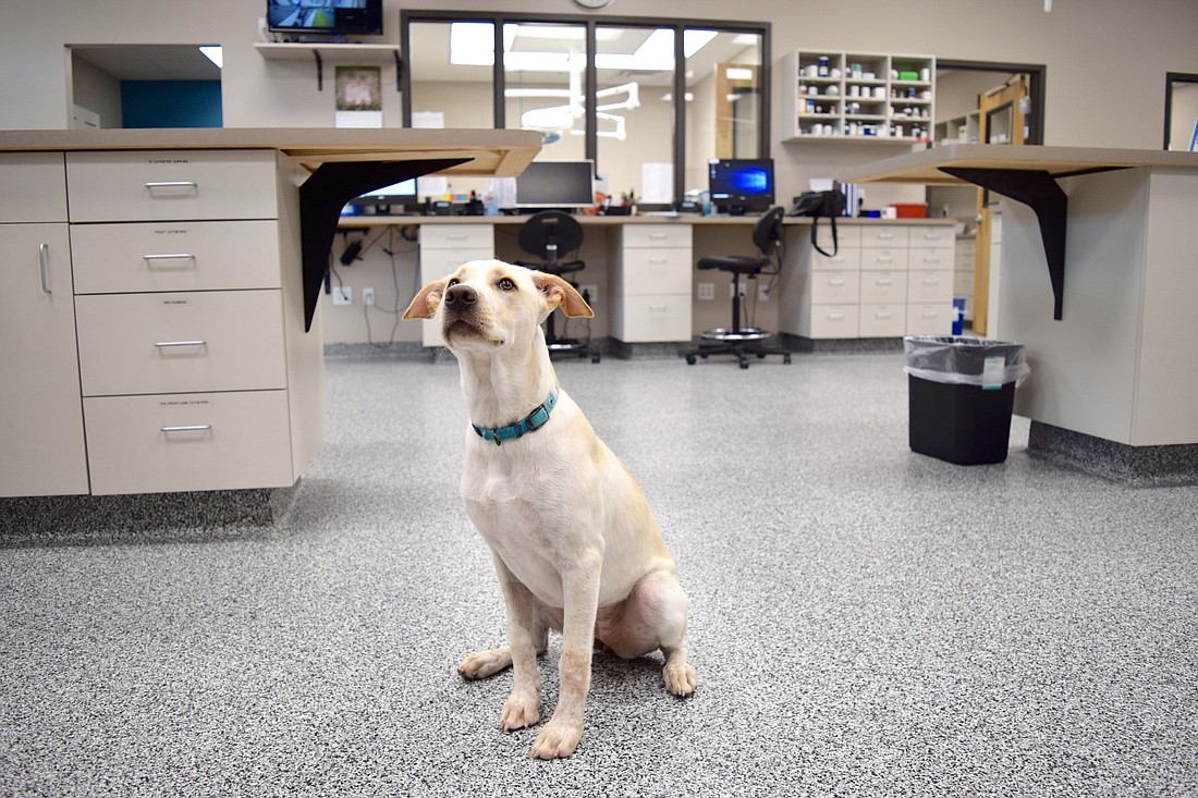 Hospital administrator Patricia Reynoldsâ€™ dog, Summer, hangs out in the main treatment room at VECâ€™s Oakland location.