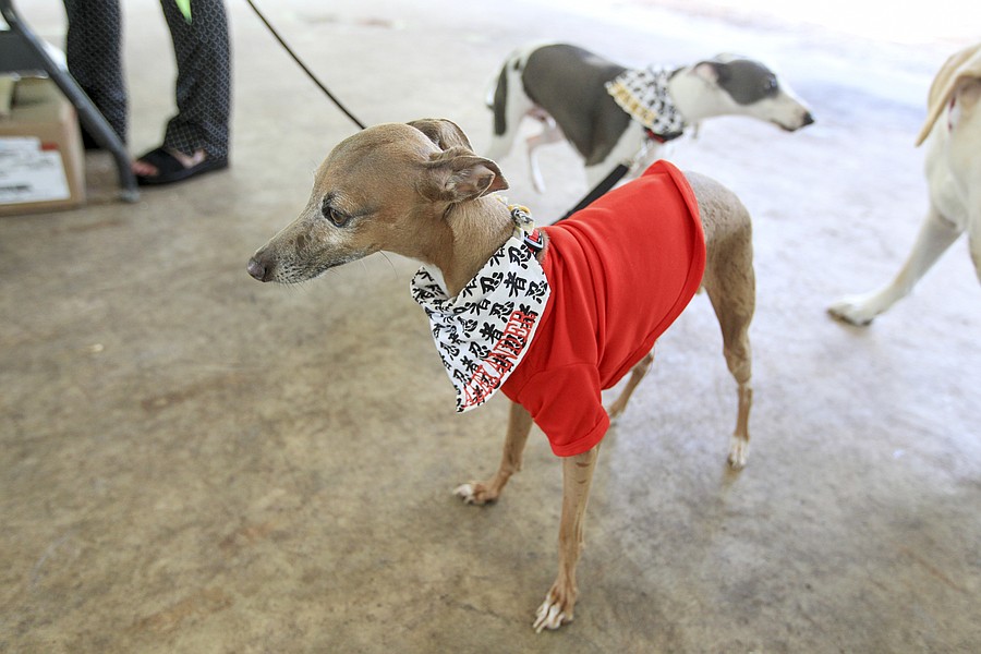 Bark in the Park - The Observer