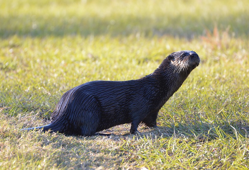 Rabid otters on the loose in Maitland | West Orange Times & Observer