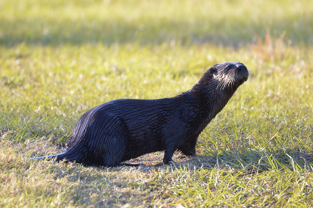 An otter recently removed from the Lake Maitland area tested positive for rabies.