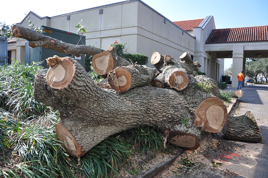 Trees are already being cut down to make way for The Canopy project, but the larger footprint of a new building could violate the terms of a state grant.