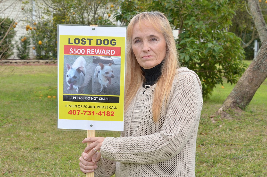 Linda Rock is offering a $500 reward for the return of her lost dog, Abbott.
