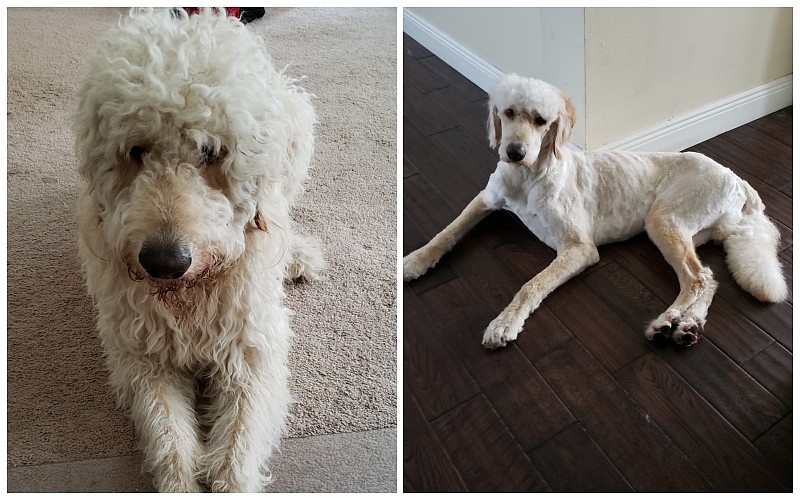 Nate Bullock&#39;s dog, Hank, before and after.