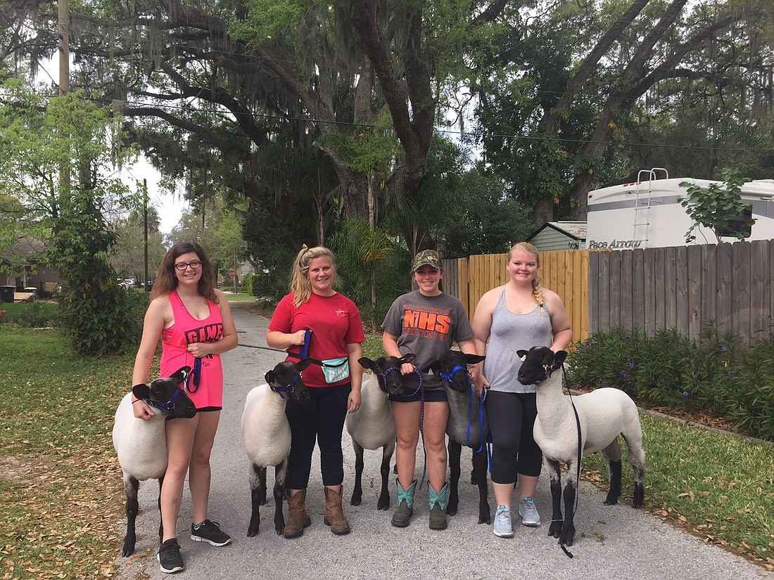 West Orange High students Savannah Redfern, left, Brianna Segal, Alyssa Stewart and Amanda Lopez raised sheep that starred in Fingerhut's commercial in Winter Garden.