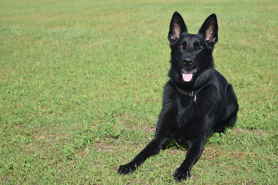 Vesper, a 3-year-old German Shepherd who is missing one eye, is a certified human-remains-detection dog.
