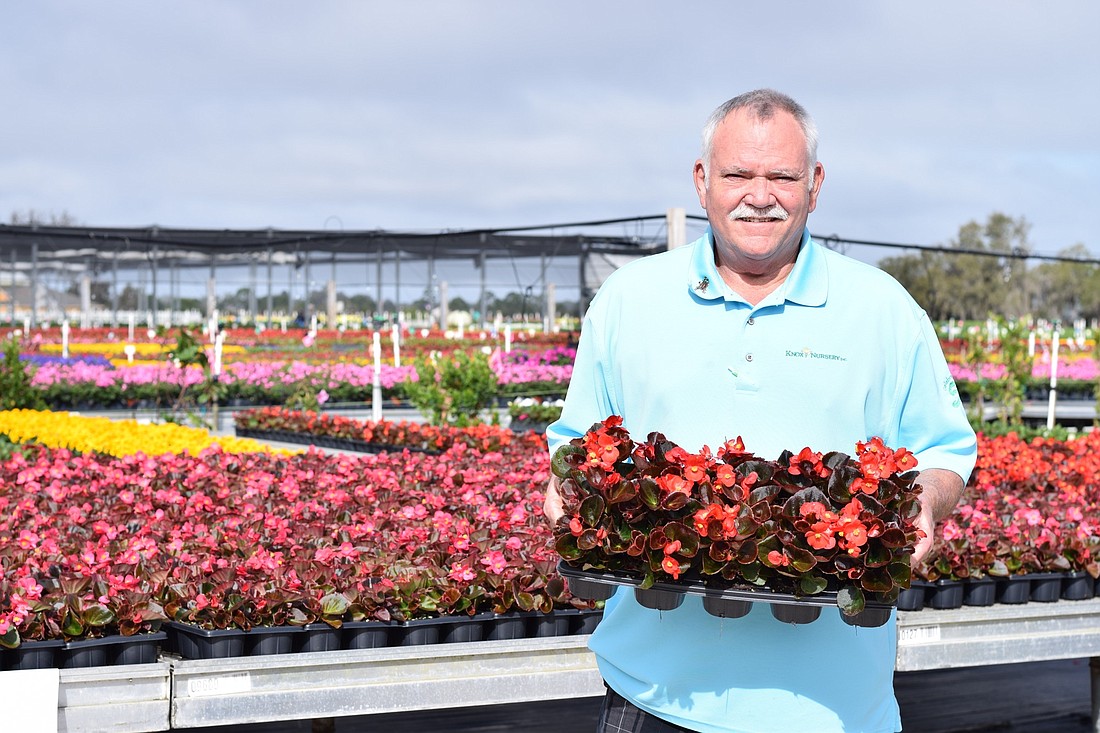 David Donn, a salesman at Knox Nursery in Winter Garden, holds a container of begonias, a popular springtime flower.