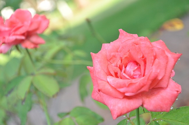 Photo by: Tim Freed - Potential parkland south of the Winter Park Farmers Market is now in danger of being sold after the City Commission voted to get rid of it.