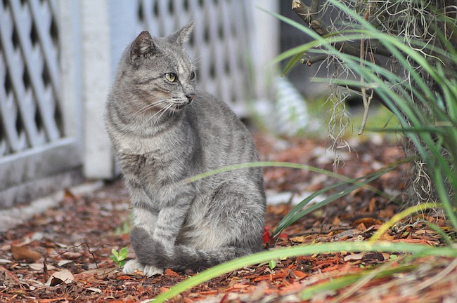Photo by: Tim Freed - A Deltona City Commissioner told Winter Park on Monday that they may not be dealing with their cat problem in the best way.
