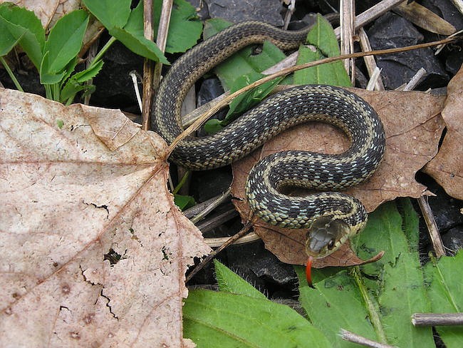 Photo courtesy of freeimages.com - Florida's dangerous snakes include rattlesnakes, water moccasins, copperheads and coral snakes. But harmless garter snakes can appear similar to them.