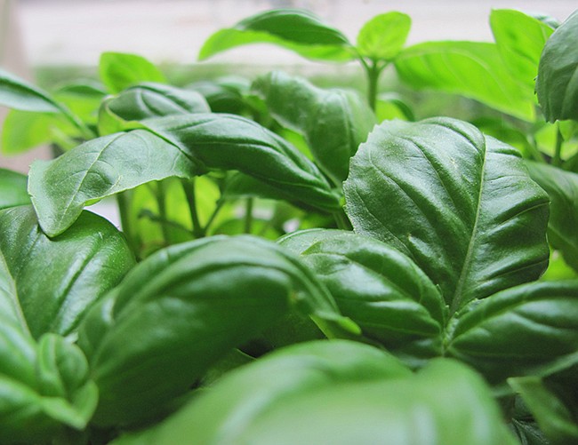 Photo: Courtesy of freeimages.com - Bugs getting through windows? Plant a few small pots of basil on your window sill to act as a sweet-smelling natural insect repellent.