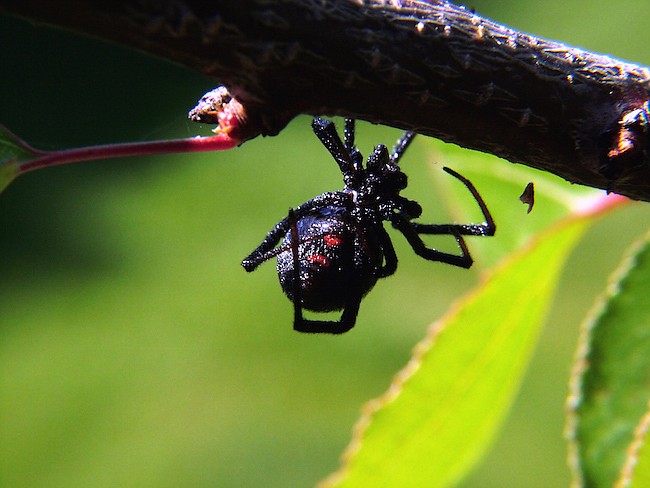 Photo courtesy of freeimages.com - Black widow spiders are readily identifiable by the red hourglass on their black abdomens. They hide in wood piles, pipes, and other dark places that can be found around Central Florida homes.