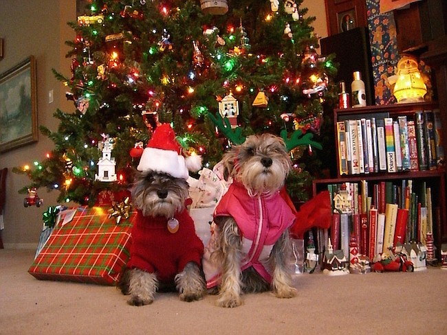 Photo courtesy of freeimages.com - Four-legged guests attending your events? The Christmas tree can be ground-zero for common ingestion,  re and shock hazards.