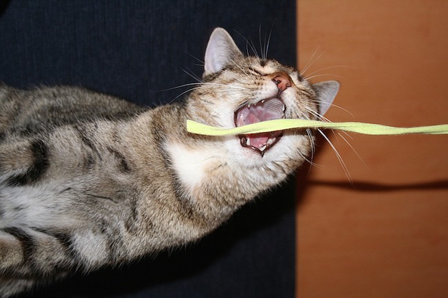 Photo courtesy of freeimages.com - Is your cat chewing on plastic? It could be a sign that they're looking for a little more excitement. Keep plastic items out of reach and opt for cat-safe toys.