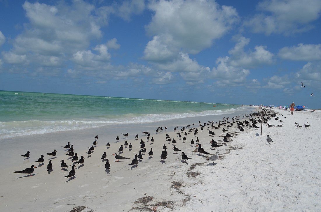 If you see birds down by the water at Lido Beach, don&#39;t run through and send them scattering.