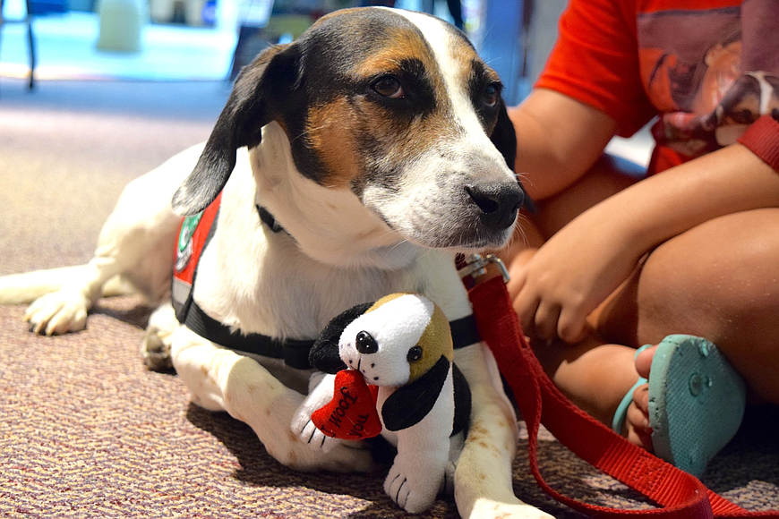 Toby is one of Read to Sydney&#39;s therapy dogs.