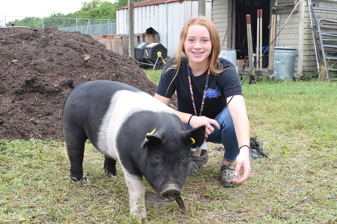 Aubrey Bakar, an eighth grader at Carlos E. Haile Middle School, is excited to show at the Manatee County Fair for a second year. This year she&#39;s showing her pig, Gunner.