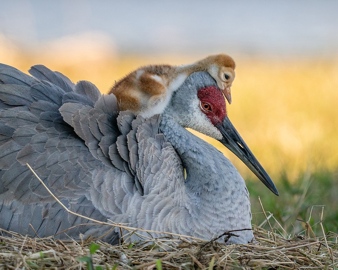 The editor of the National Audubon Societyâ€™s magazine said she had never seen a photo of a sandhill crane like this one. I photo by Robin Ulery