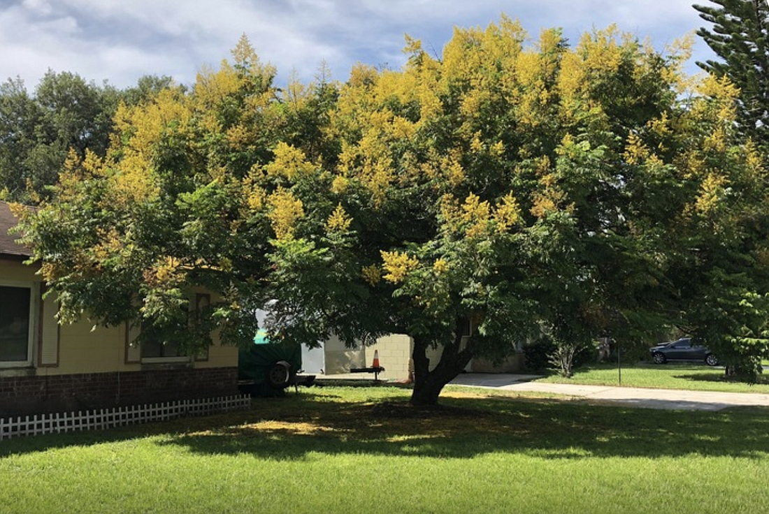This golden rain tree on East Plant Street is among the 100 trees on the Bloom & Grow Garden Society&#39;s heritage list.