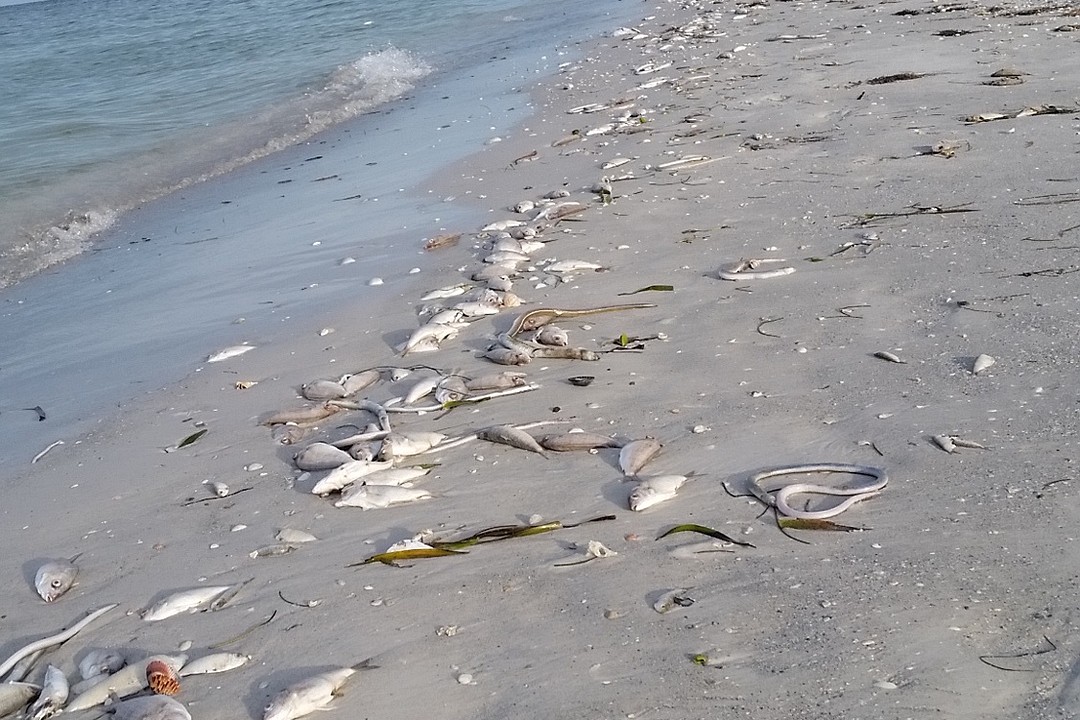 Red tide continues to aggravate Longboat Key residents, workers Your