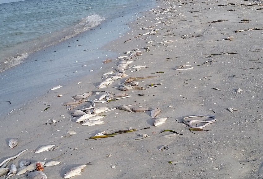 Red tide continues to aggravate Longboat Key residents, workers Your