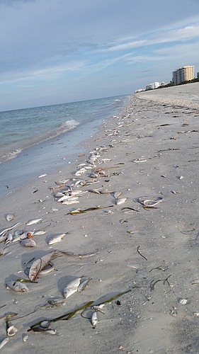 More than 55 tons of dead fish have already been removed from island canals and shoreline during the seven weeks of the latest red tide outbreak, which has ebbed but never completely released its grip on the island.