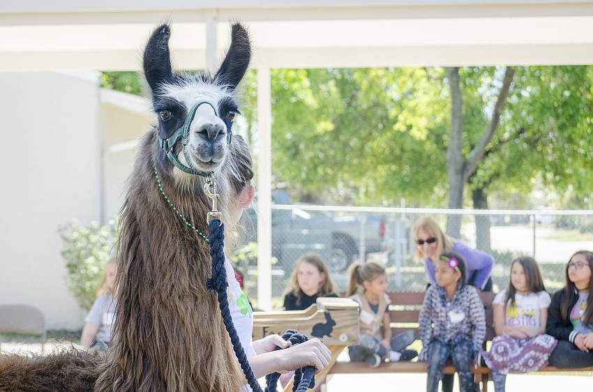 Children sat on a bench and watched presentations on the animals.