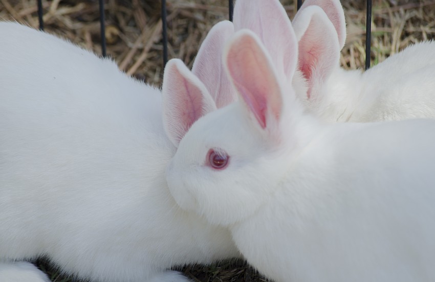 Llamas, rabbits, chickens and lambs were available for the children to pet and hold.