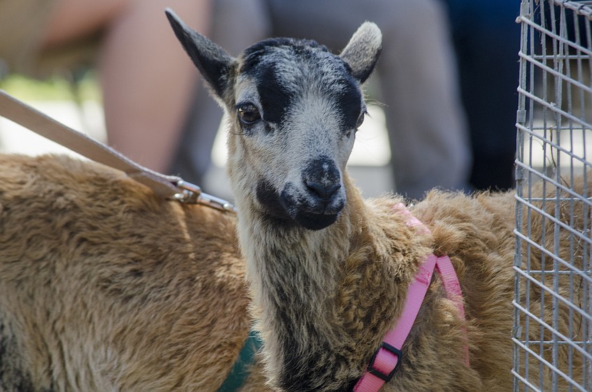 Llamas, rabbits, chickens and lambs were available for the children to pet and hold.