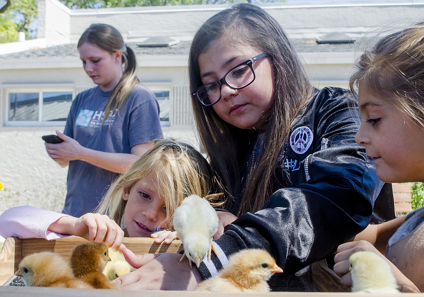 Theadora Seguso and Isabella Fernandez pet chicks.