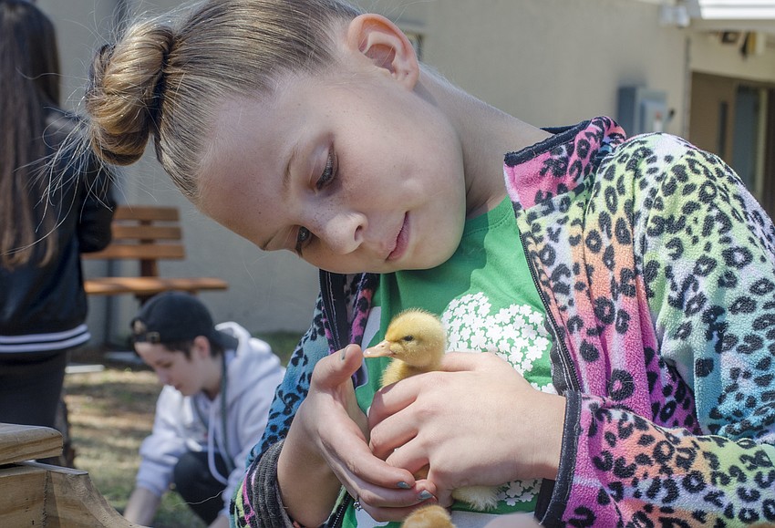 Quinn Radley holds one of the chicks.