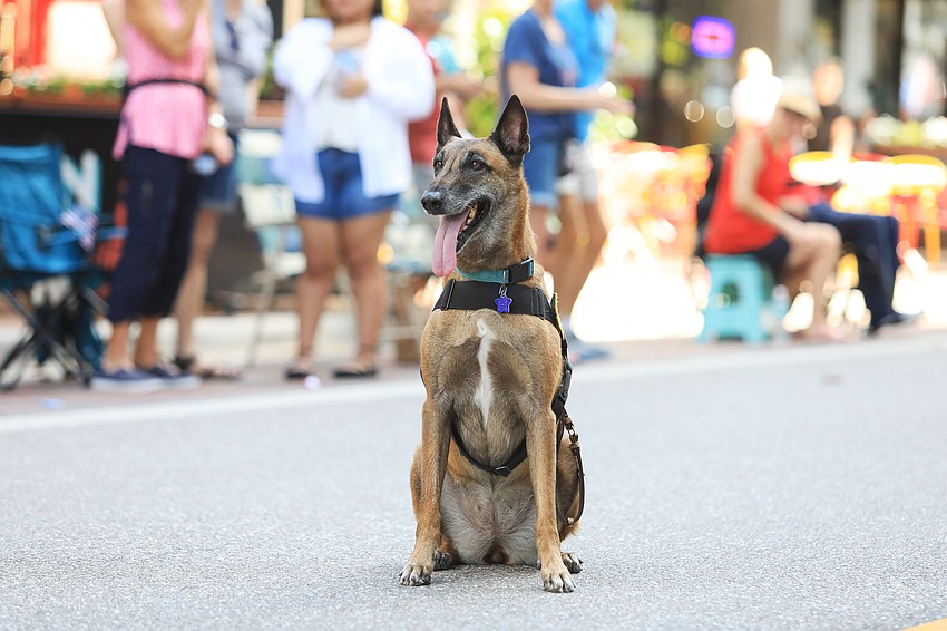 Cowgirl shows off her listening skills by sitting.