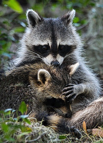 Raccoons are nocturnal but can be active during the day: A mother raccoon out with her kits is likely teaching them how to forage.  (Photo by Miri Hardy)
