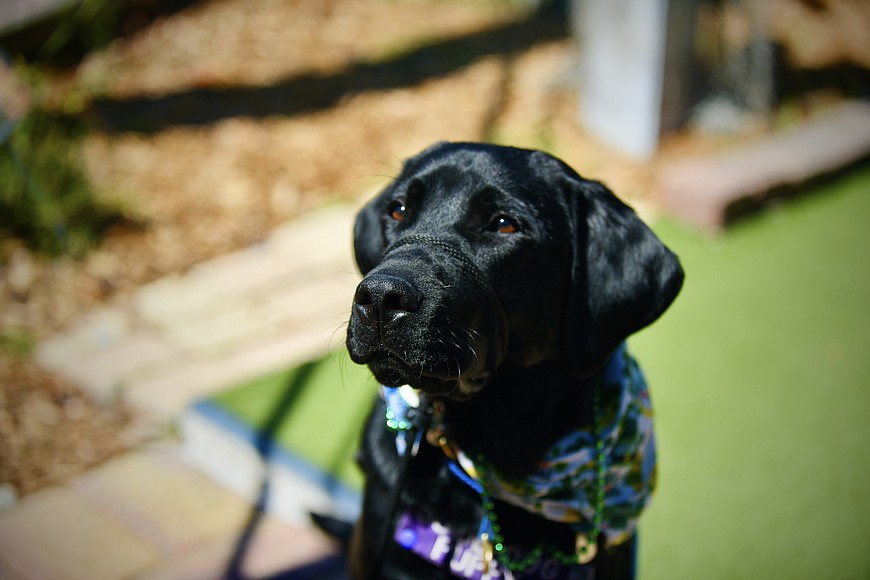 why do you want to be a canine companion for independence puppy raiser