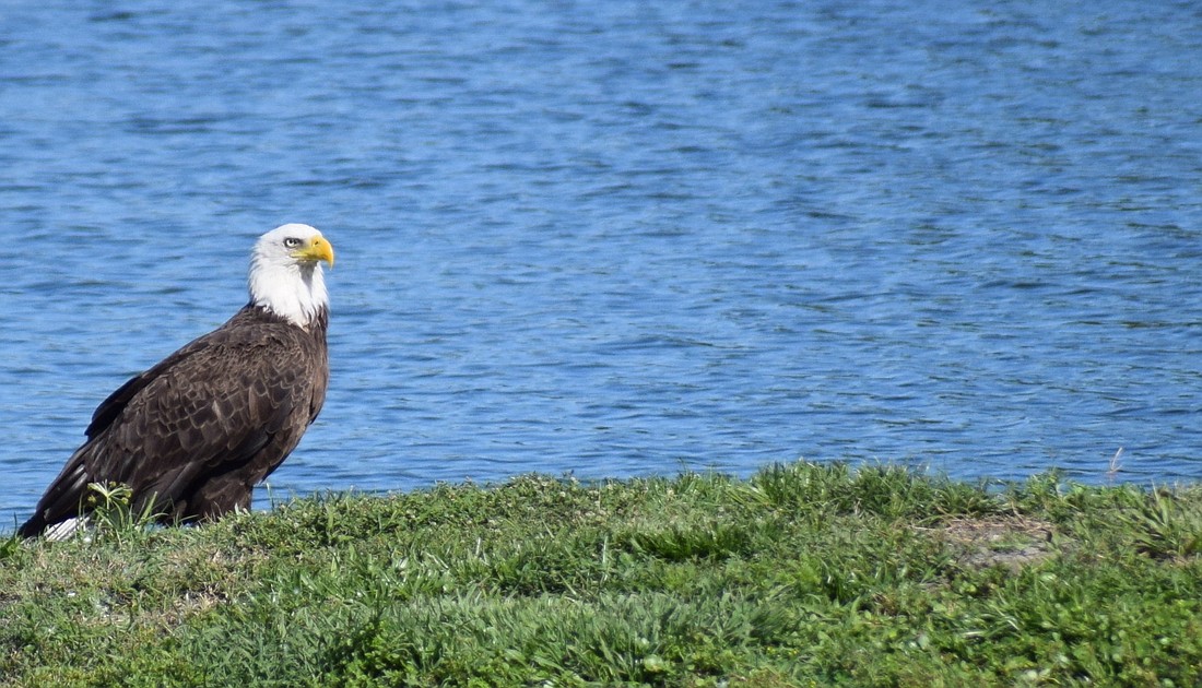 Bald eagles often frequent the area in Lakewood Ranch aptly named White Eagle Boulevard. (Photo by Jay Heater)