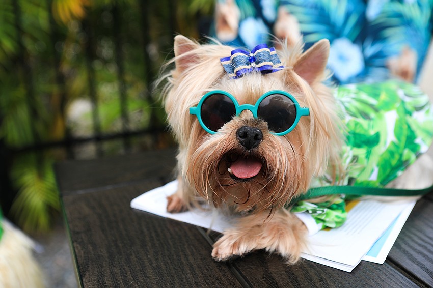 Bromley the cool dog