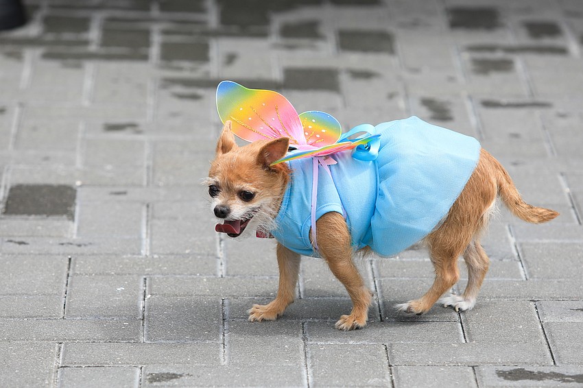 Dixie was one of the first dogs on the stage.