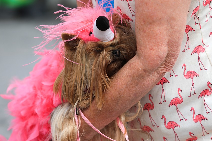 Hetty ended up winning a prize.
