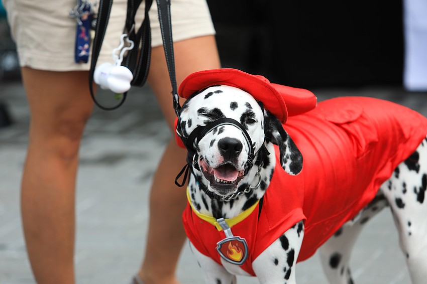Enriqueta Balandra brings her Dalmatian Ollie