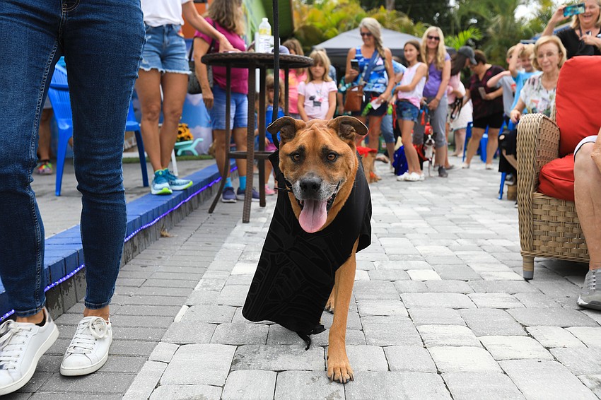 Roscoe the dog wears his Darth Vader costume sans mask.