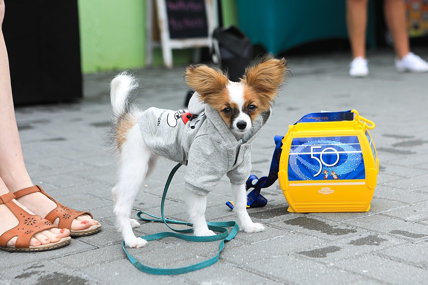 Lucy wears her own little outfit.